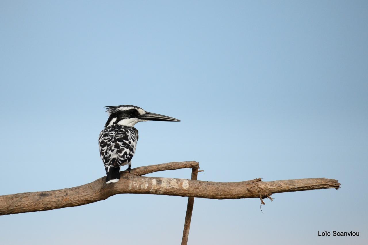 Martin-pêcheur pie/Pied Kingfisher (3)