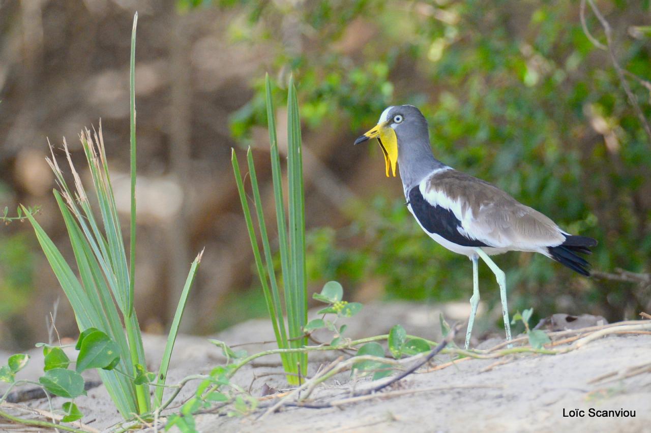 Vanneau du Sénégal/African Wattled Lapwing (2)