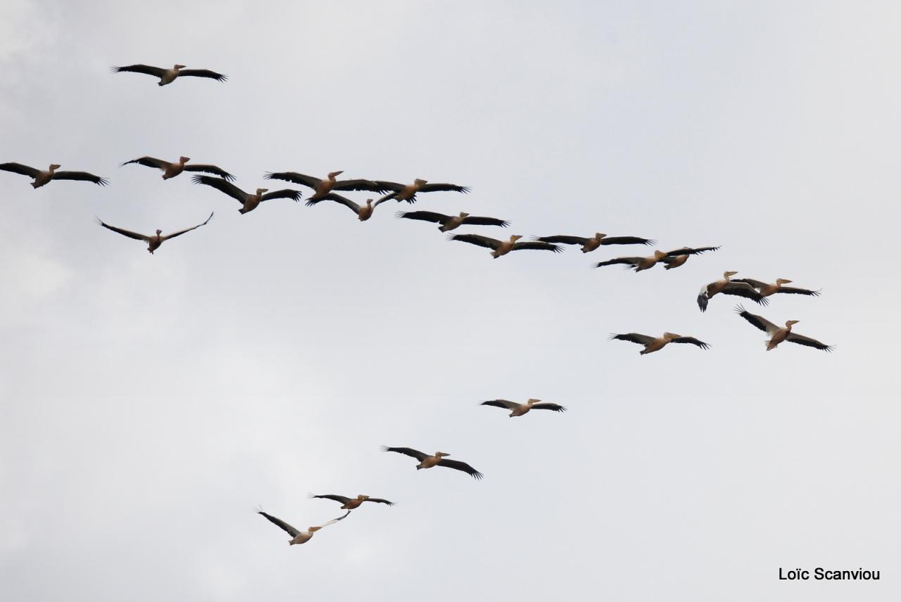 Pélican blanc/Great White Pelican (1)