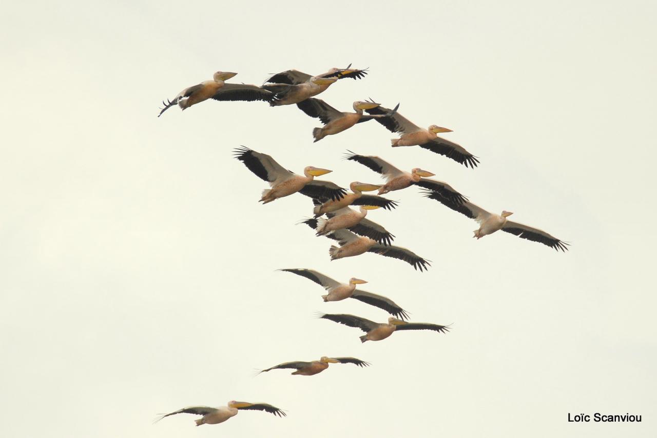 Pélican blanc/Great White Pelican (2)