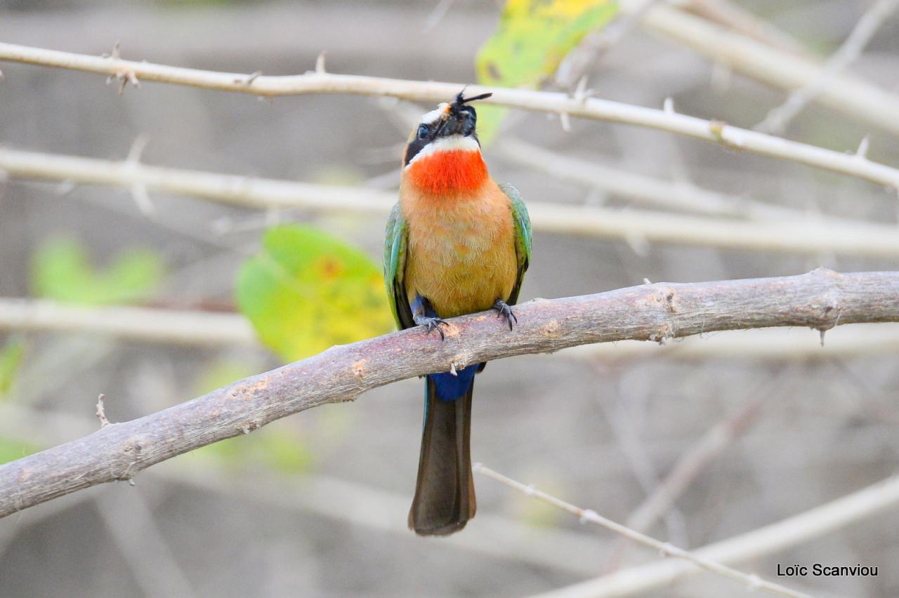 Guêpier à front blanc/White-fronted Bee-eater (12)