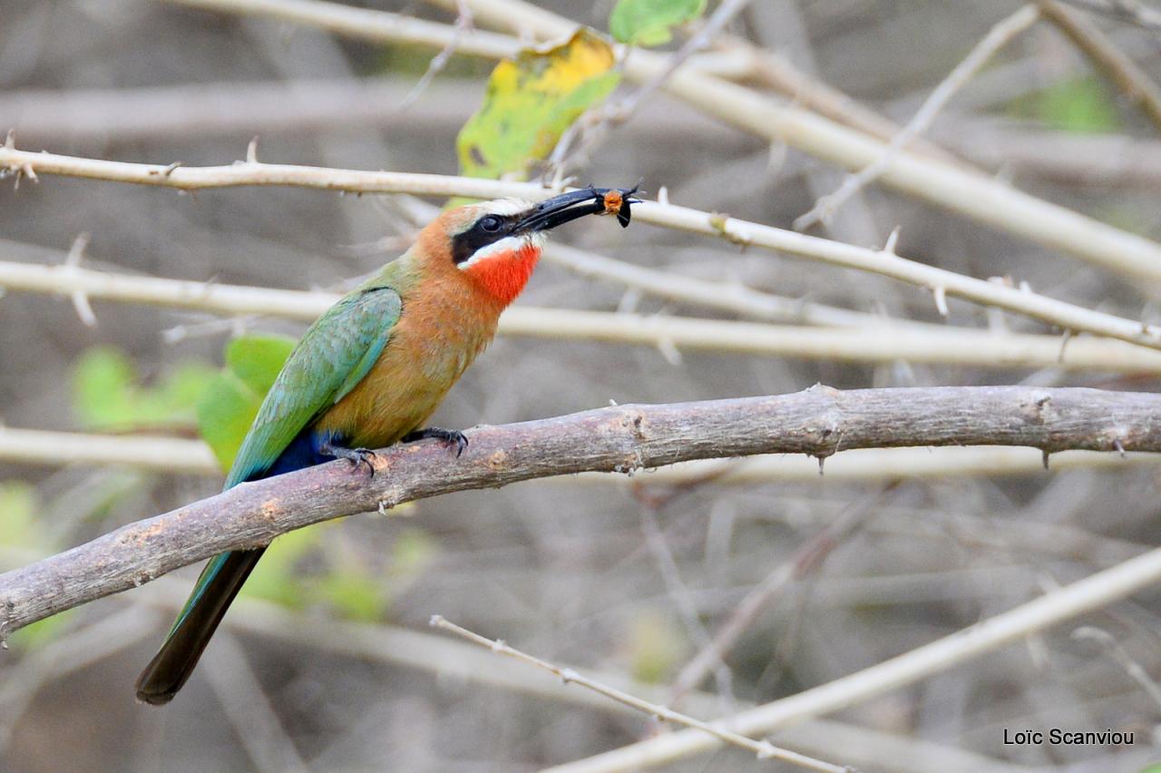 Guêpier à front blanc/White-fronted Bee-eater (13)