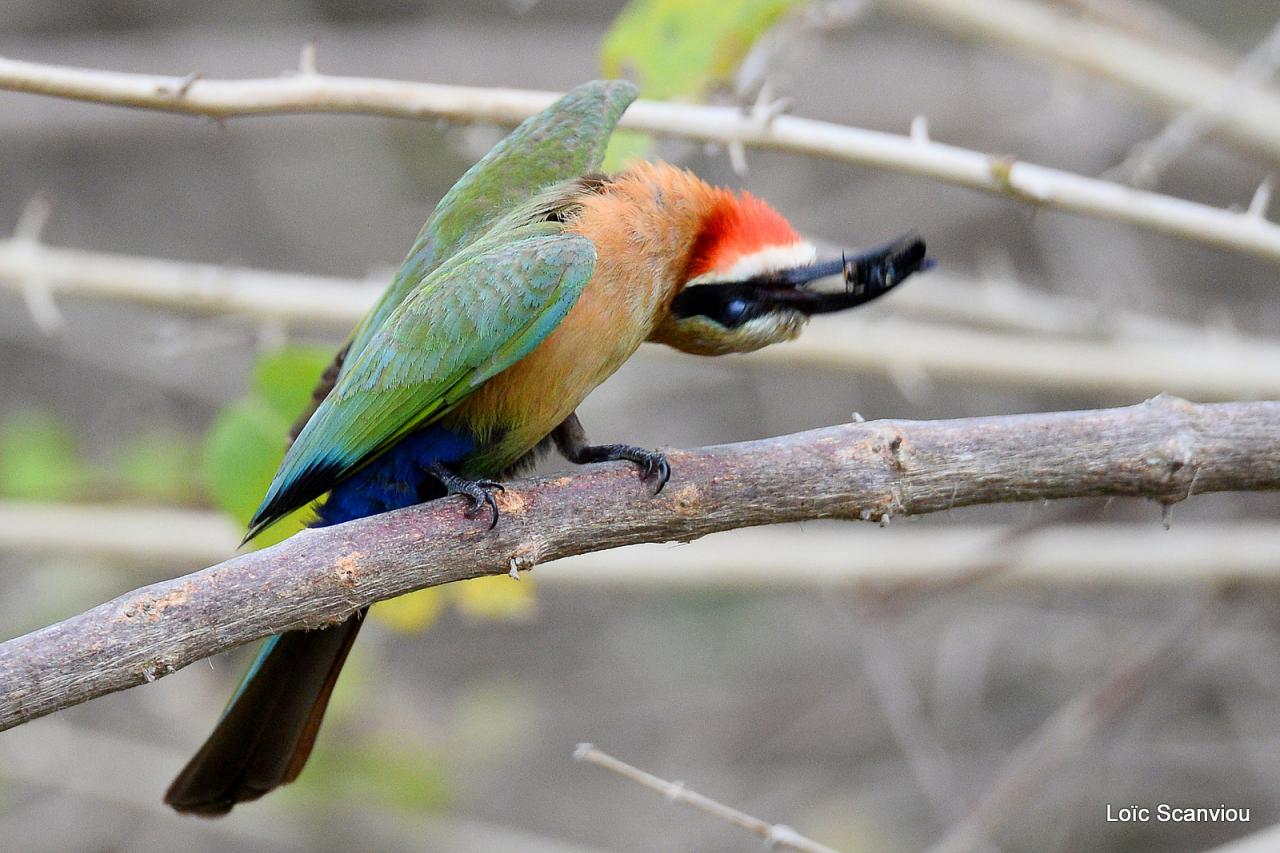 Guêpier à front blanc/White-fronted Bee-eater (14)