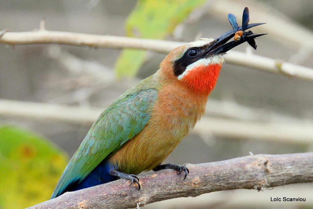 Guêpier à front blanc/White-fronted Bee-eater (15)