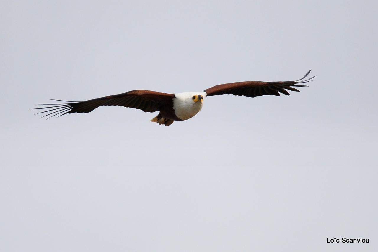 Aigle vocifère/African Fish Eagle (2)