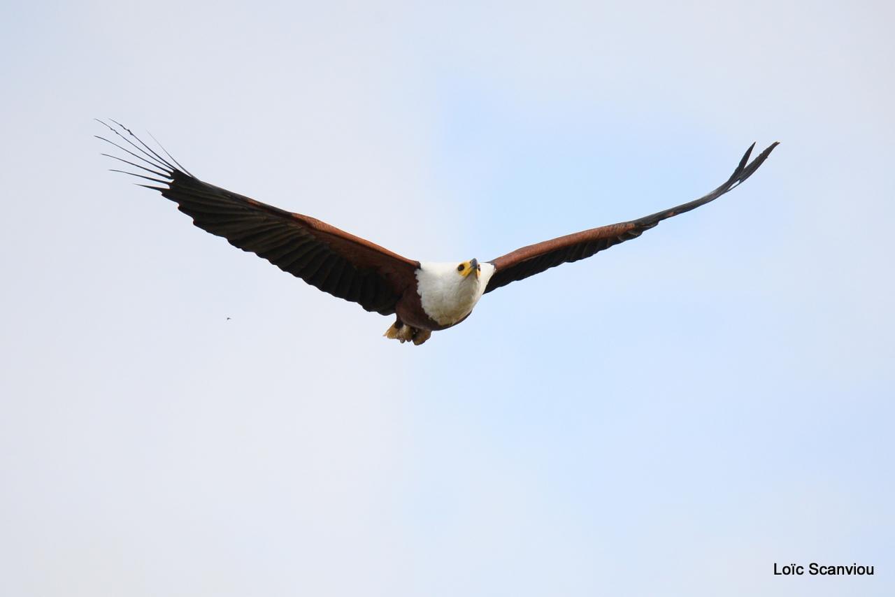 Aigle vocifère/African Fish Eagle (3)