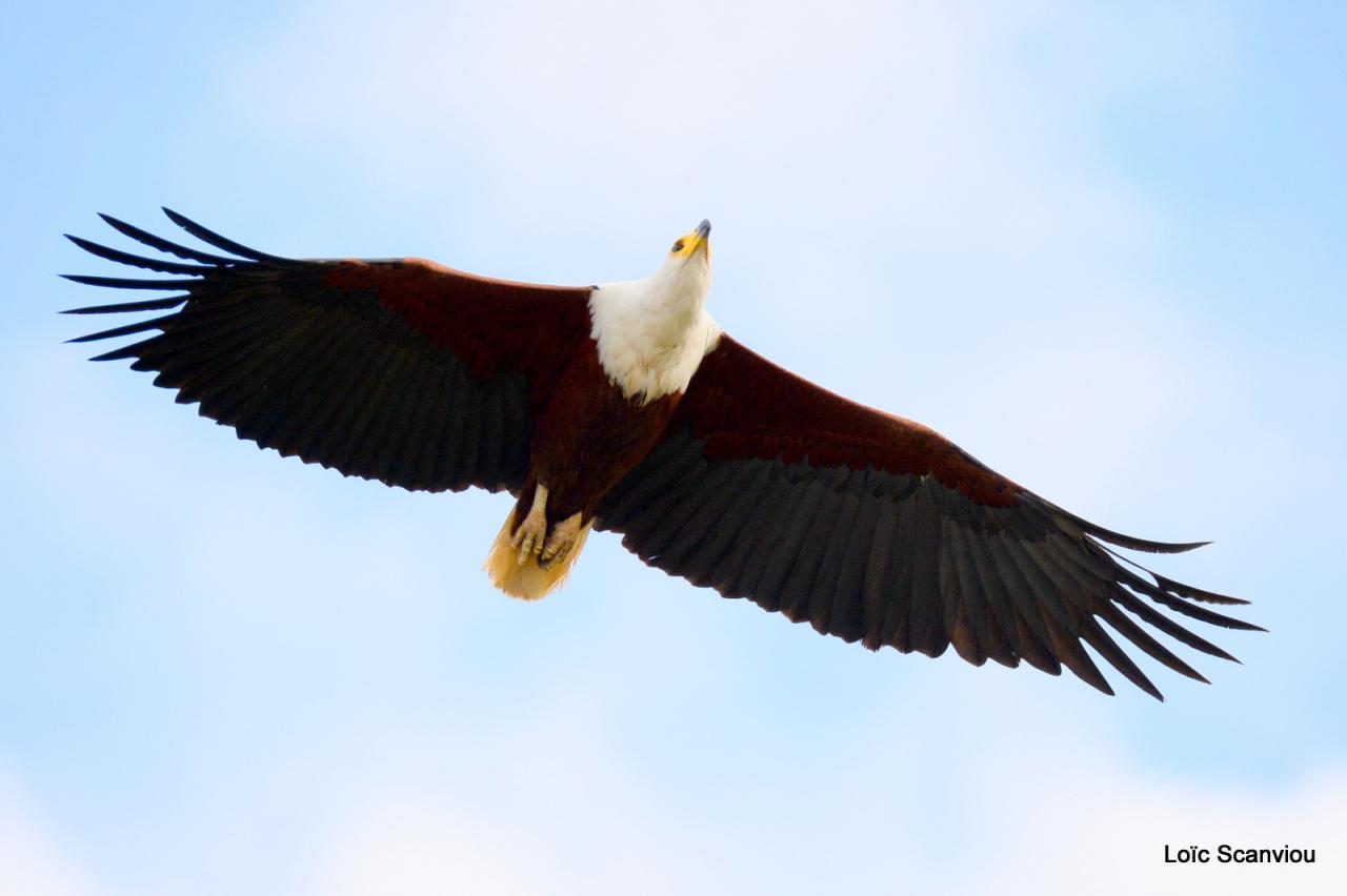Aigle vocifère/African Fish Eagle (4)