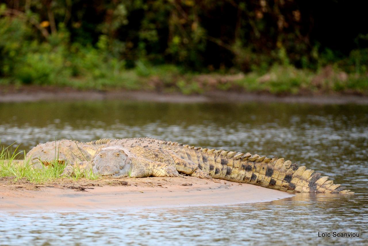 Crocodile (8)