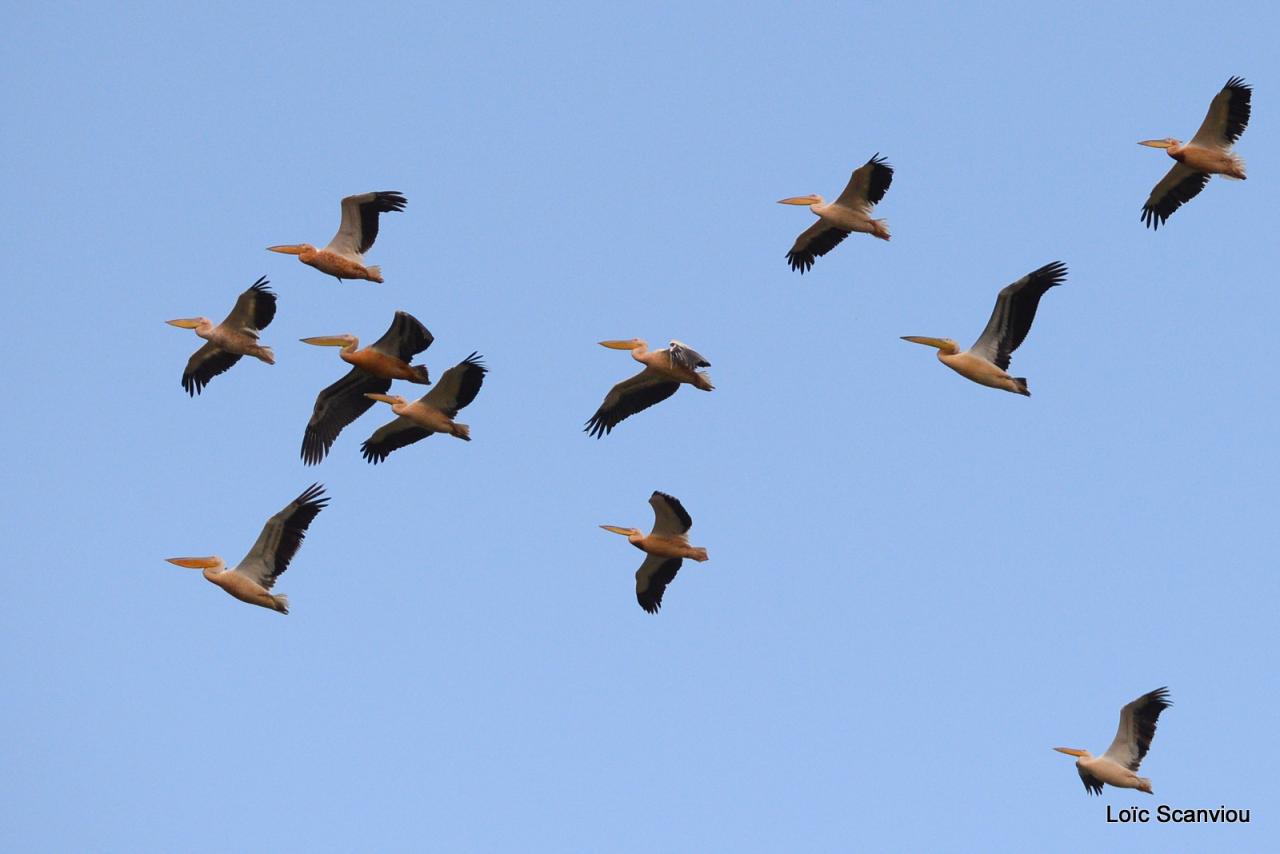 Pélican blanc/Great White Pelican (3)