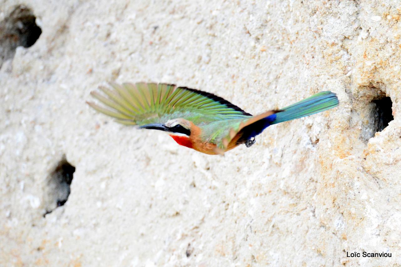 Guêpier à front blanc/White-fronted Bee-eater (16)