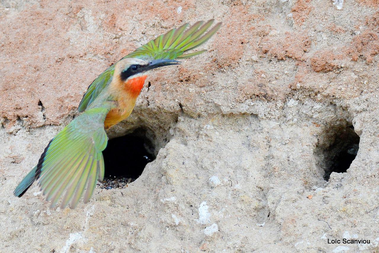 Guêpier à front blanc/White-fronted Bee-eater (17)