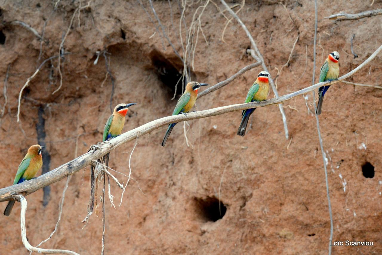 Guêpier à front blanc/White-fronted Bee-eater (18)