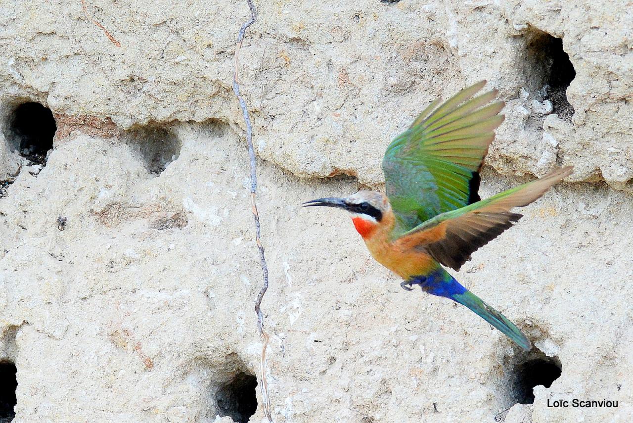 Guêpier à front blanc/White-fronted Bee-eater (19)