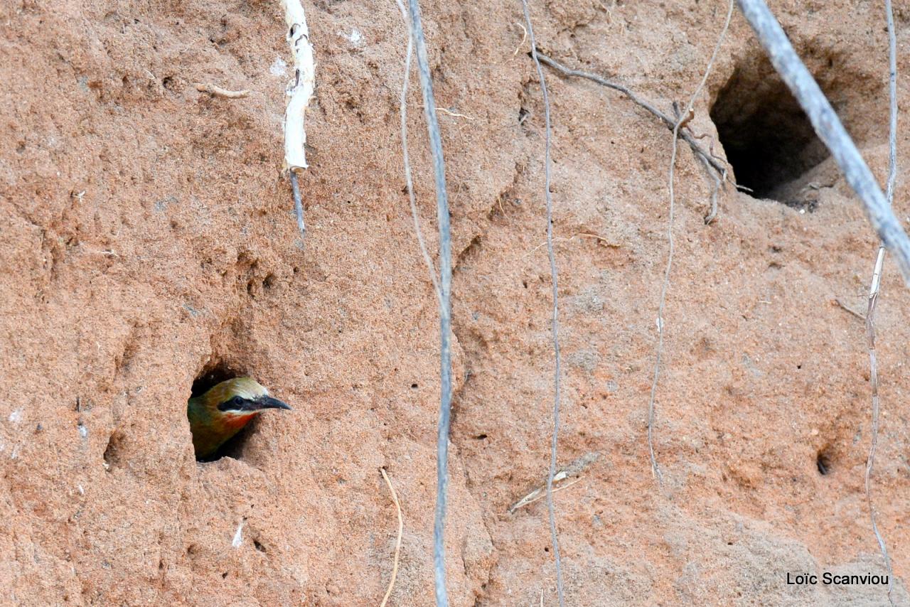 Guêpier à front blanc/White-fronted Bee-eater (20)
