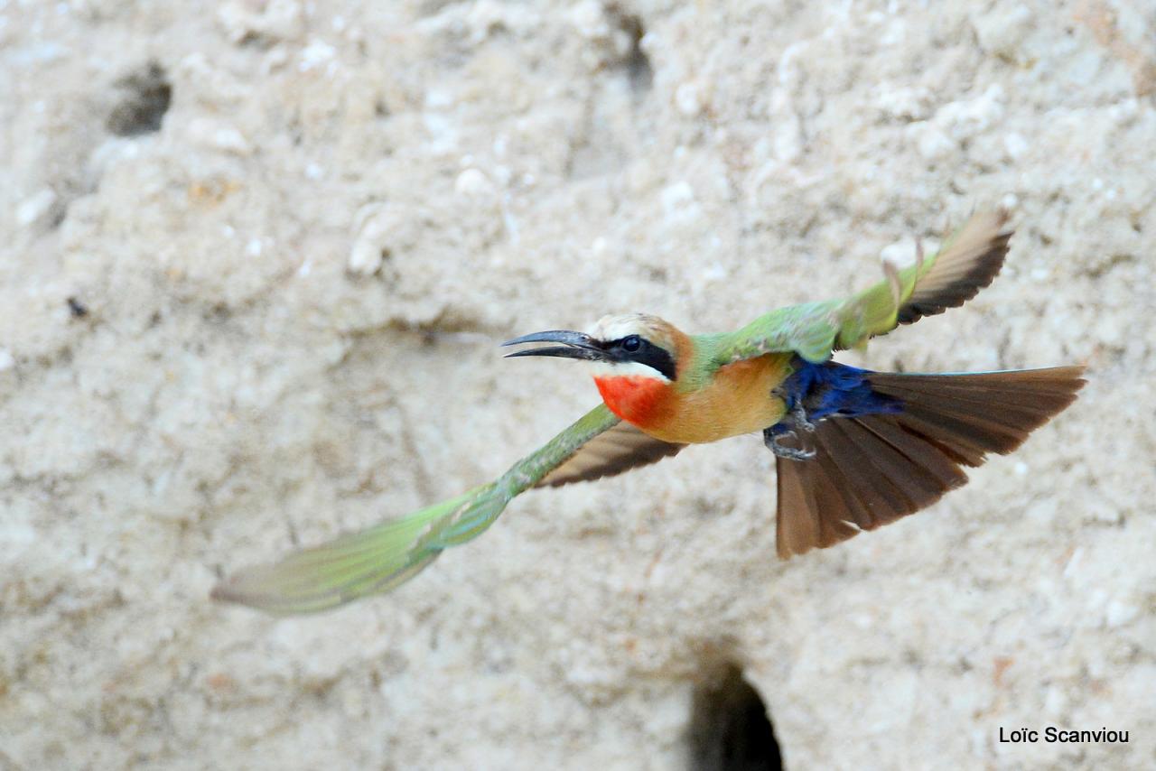 Guêpier à front blanc/White-fronted Bee-eater (22)