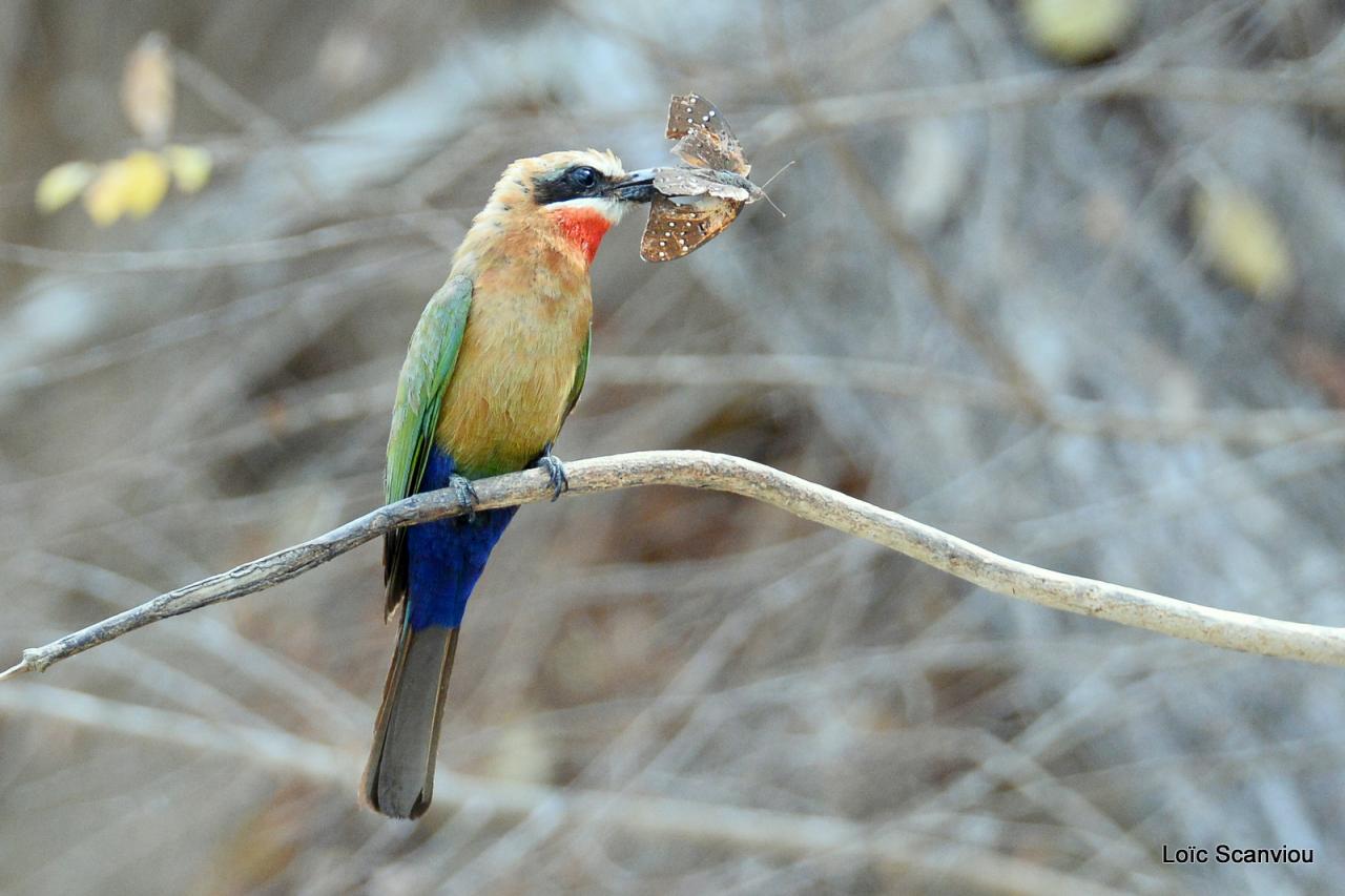 Guêpier à front blanc/White-fronted Bee-eater (23)