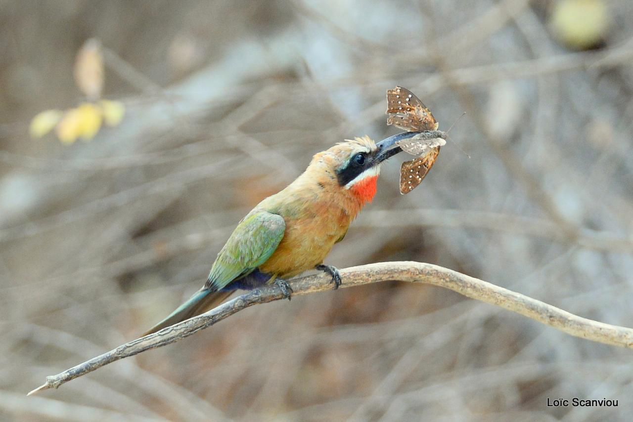 Guêpier à front blanc/White-fronted Bee-eater (24)