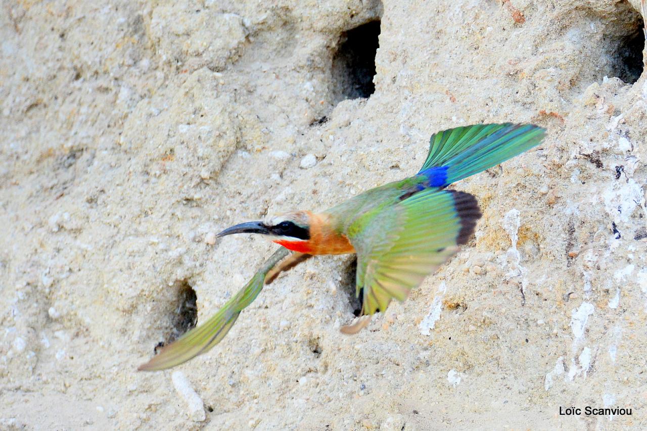 Guêpier à front blanc/White-fronted Bee-eater (25)