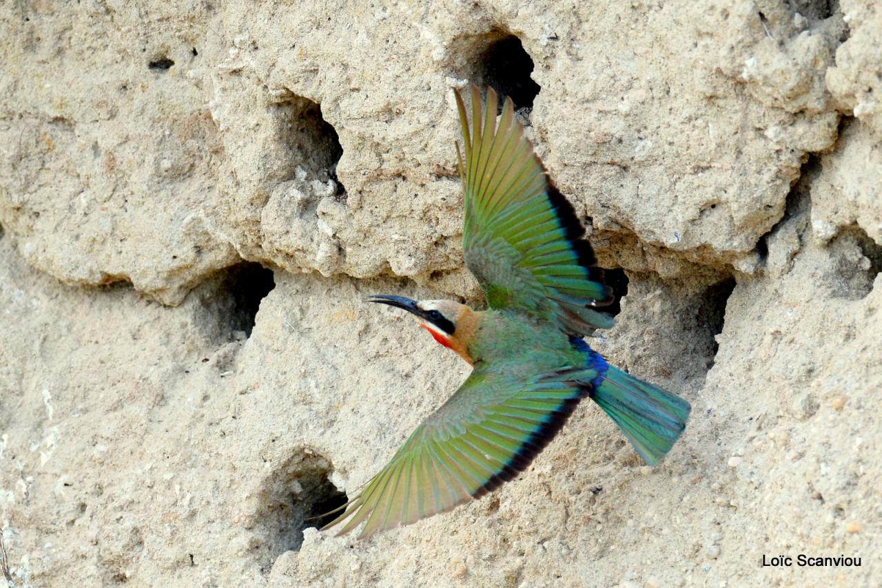 Guêpier à front blanc/White-fronted Bee-eater (26)