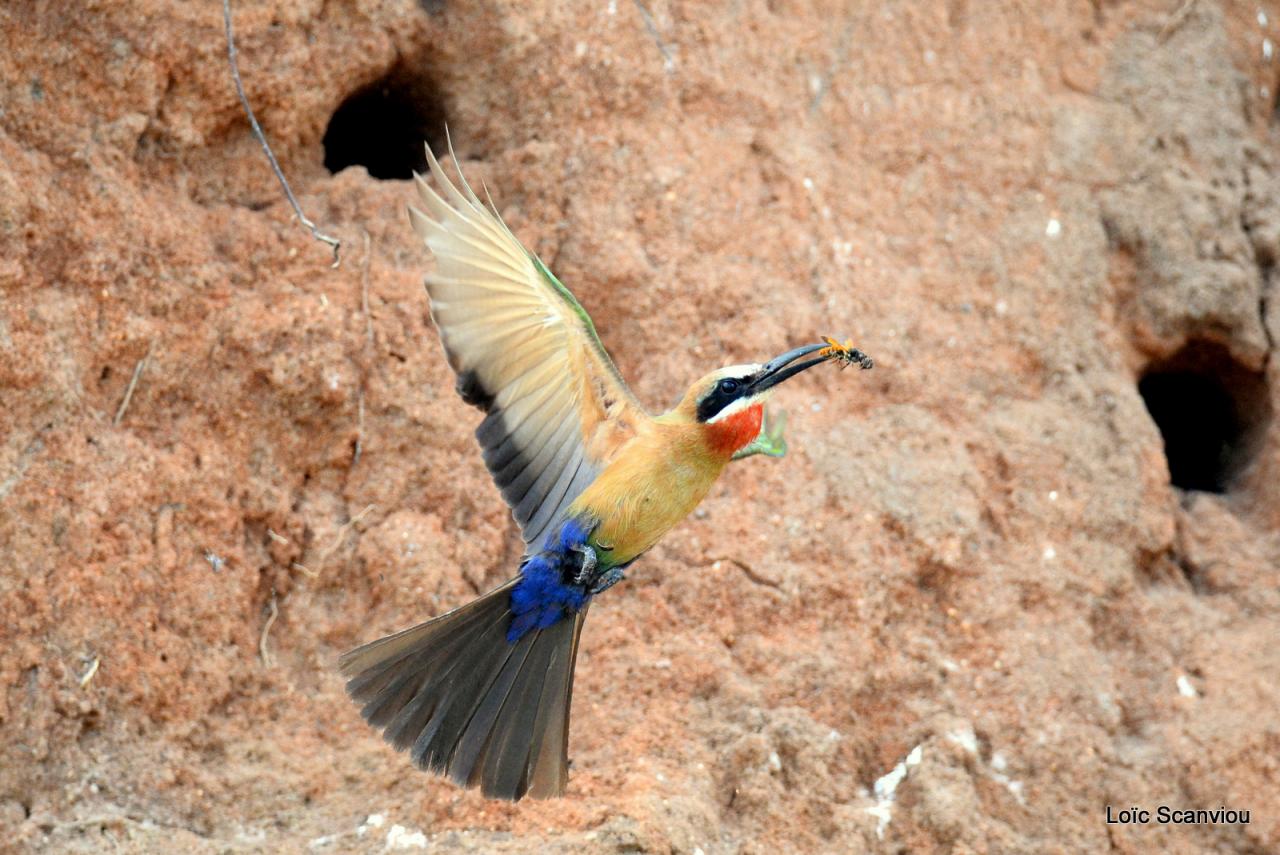 Guêpier à front blanc/White-fronted Bee-eater (27)