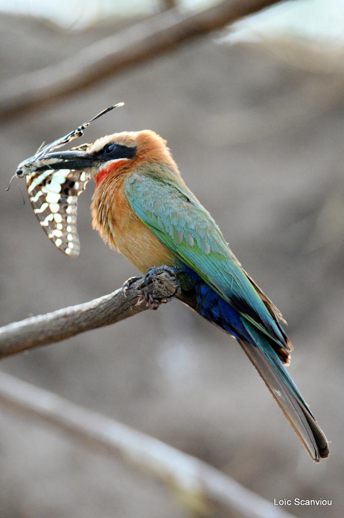 Guêpier à front blanc/White-fronted Bee-eater (30)