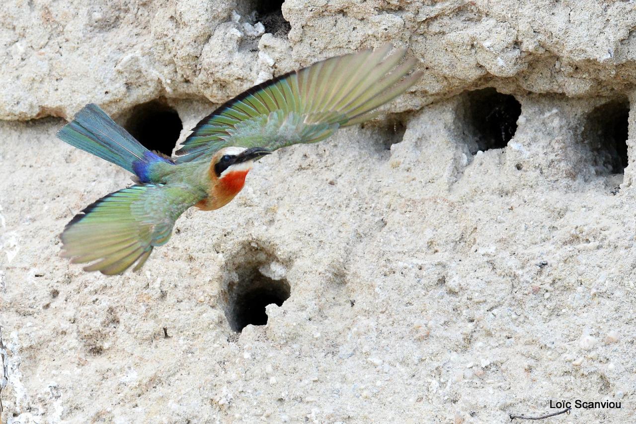 Guêpier à front blanc/White-fronted Bee-eater (31)