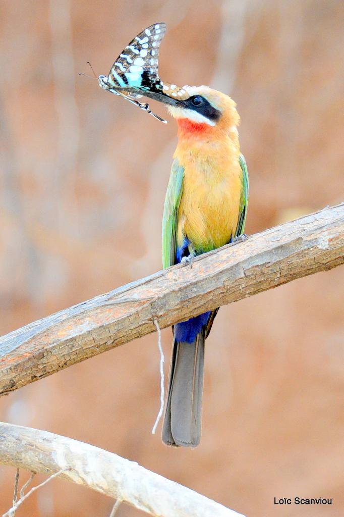 Guêpier à front blanc/White-fronted Bee-eater (32)