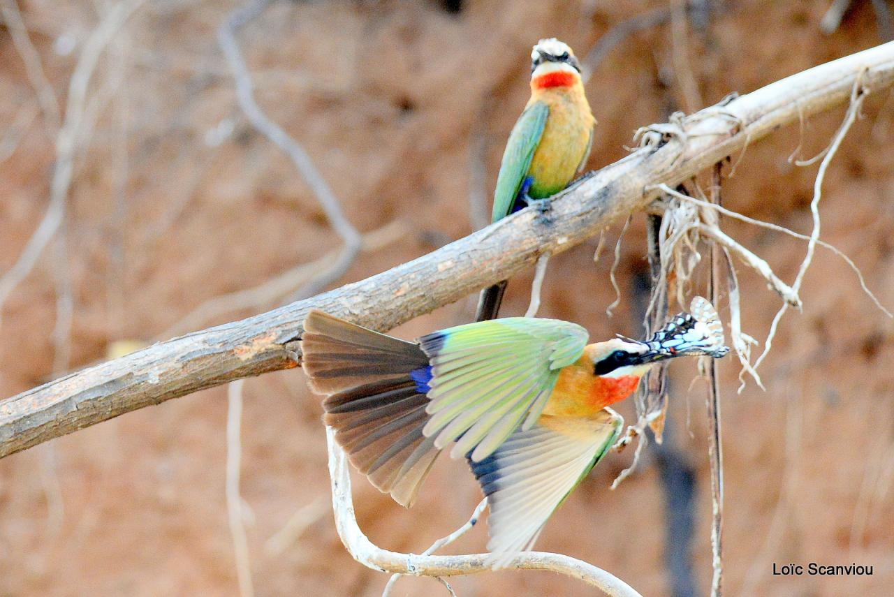 Guêpier à front blanc/White-fronted Bee-eater (35)