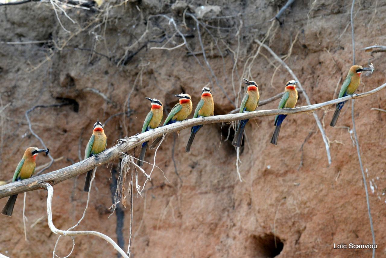 Guêpier à front blanc/White-fronted Bee-eater (36)