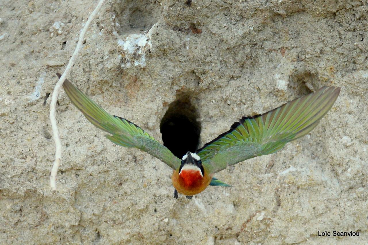 Guêpier à front blanc/White-fronted Bee-eater (37)