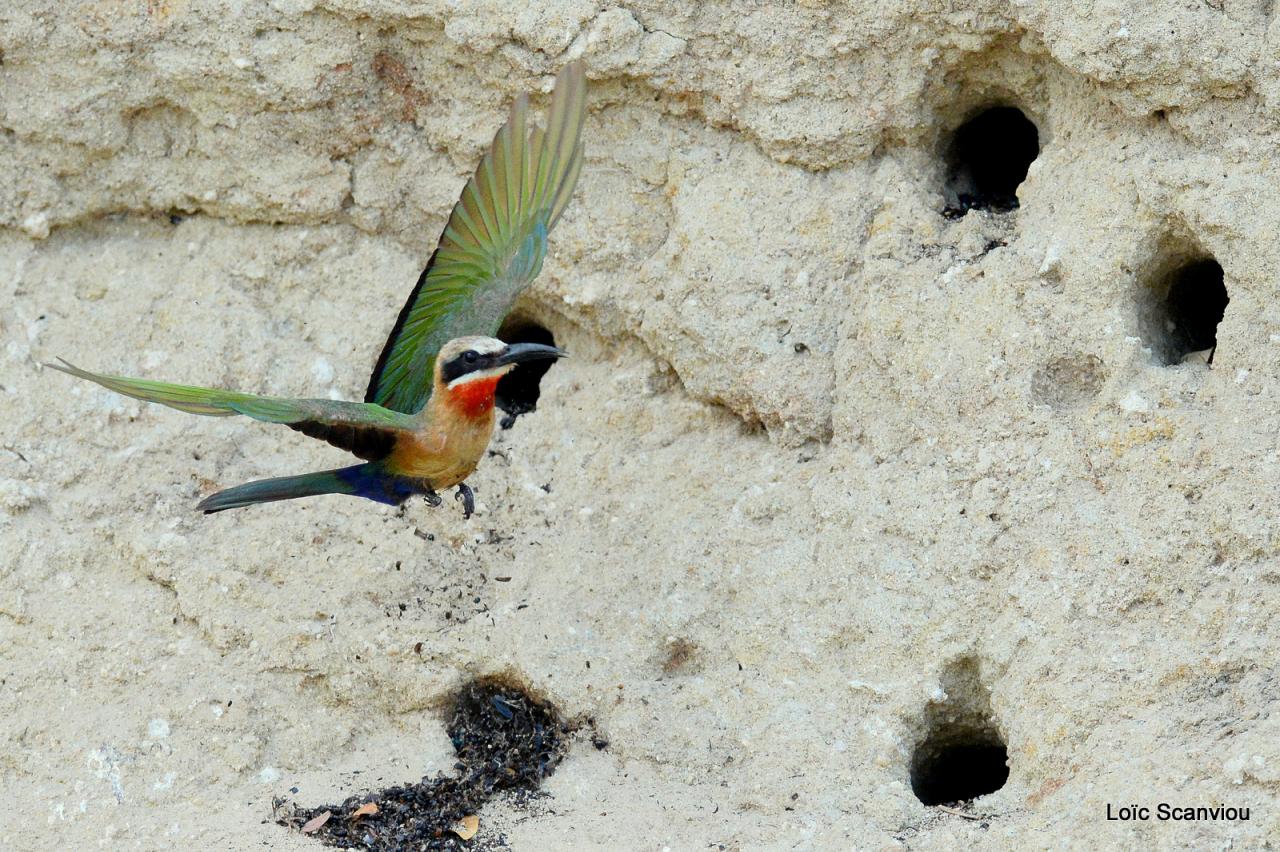 Guêpier à front blanc/White-fronted Bee-eater (38)