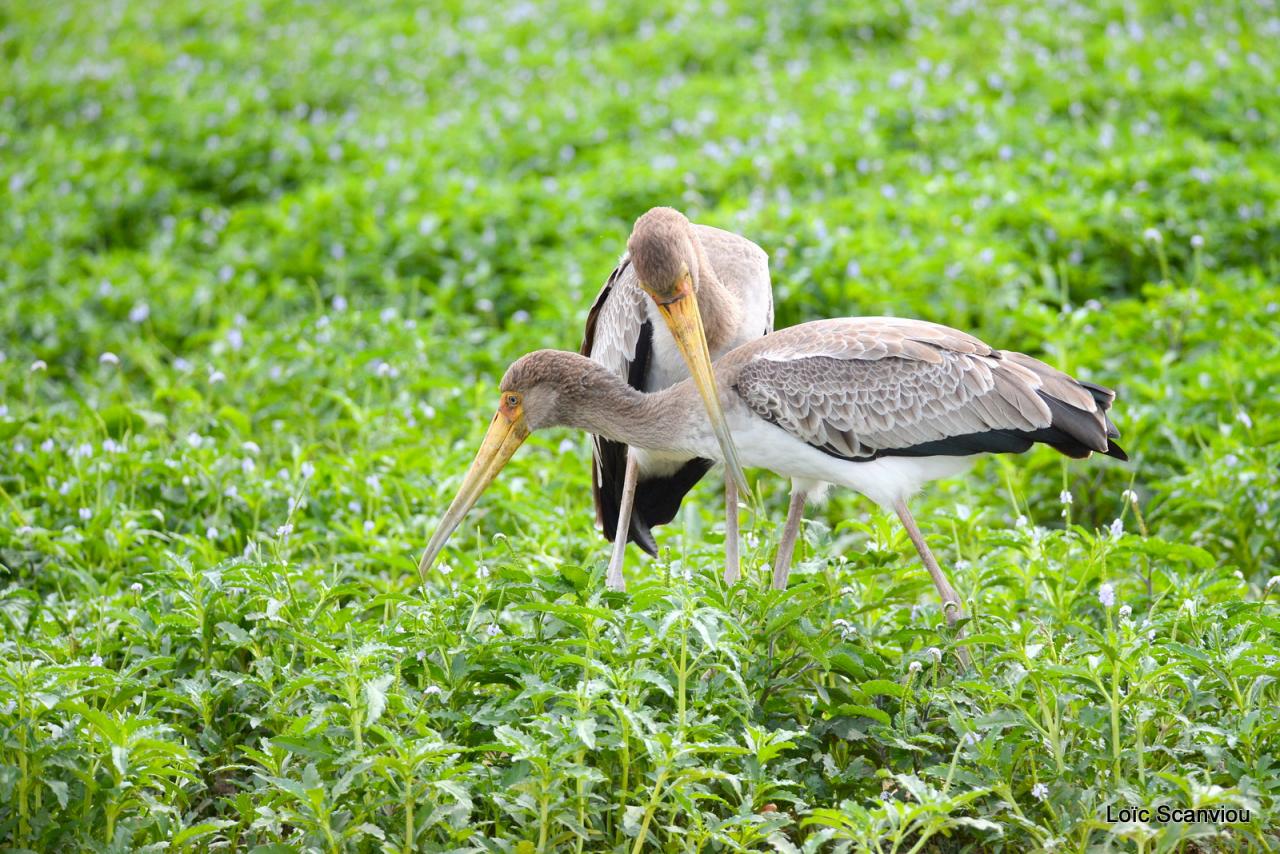 Tantale ibis/Yellow-billed Stork (3)