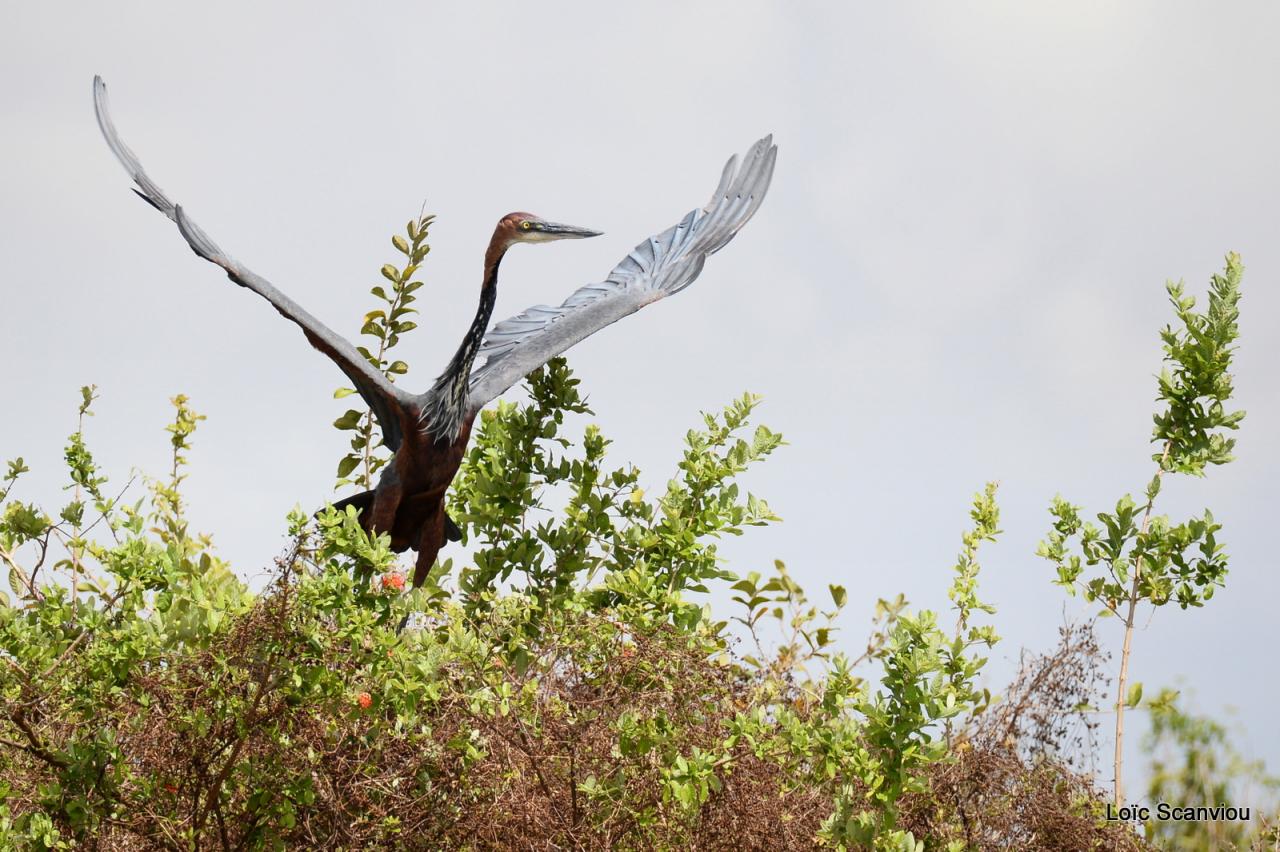 Héron Goliath/Goliath Heron (1)