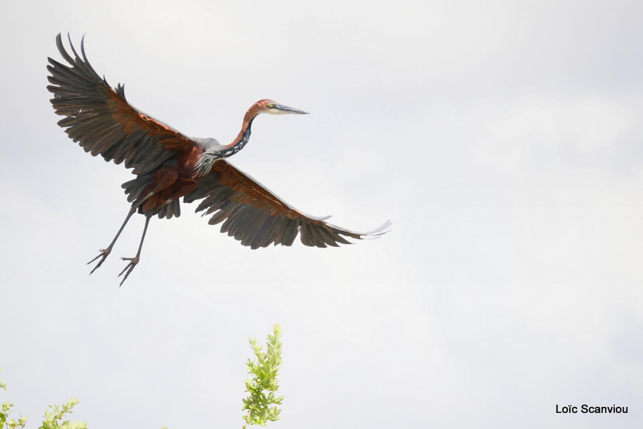 Héron Goliath/Goliath Heron (2)