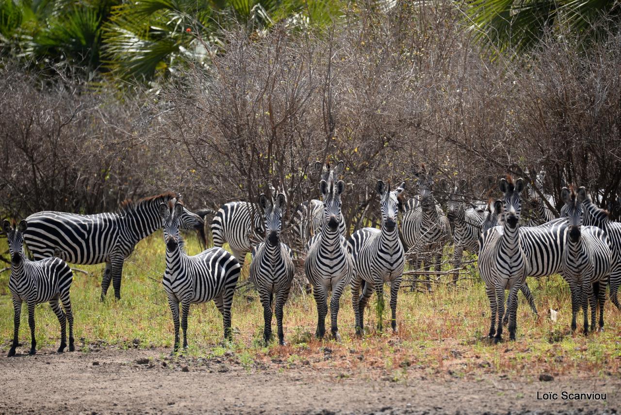 Zèbre/Zebra (6)