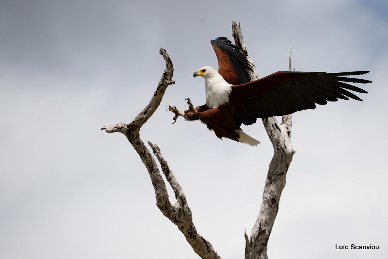 Aigle vocifère/African Fish Eagle (5)