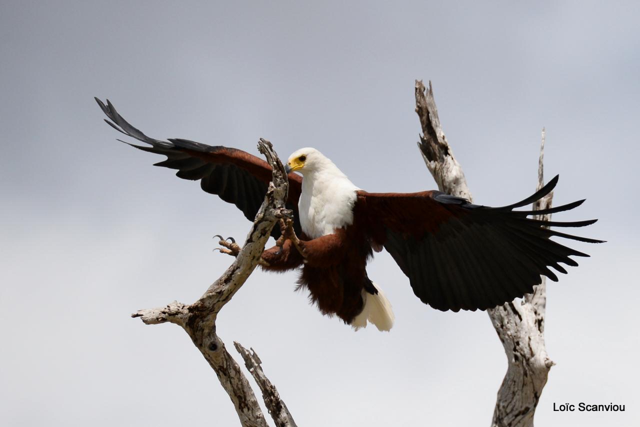 Aigle vocifère/African Fish Eagle (6)