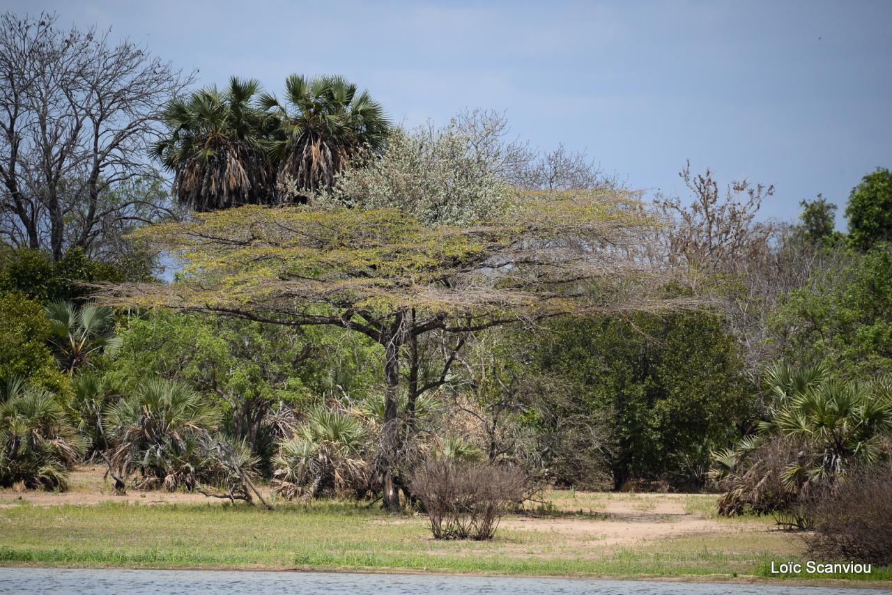 Selous (12)