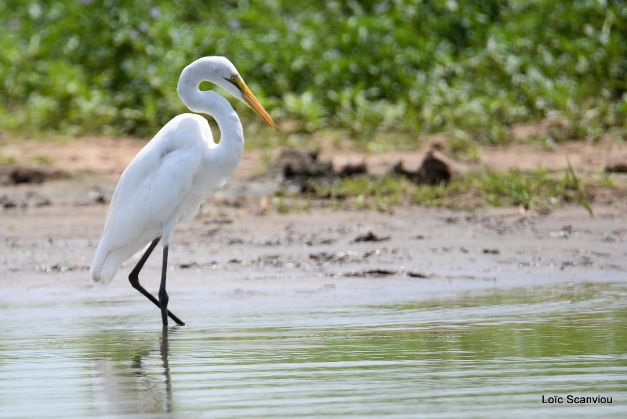 Aigrette/Egret (1)