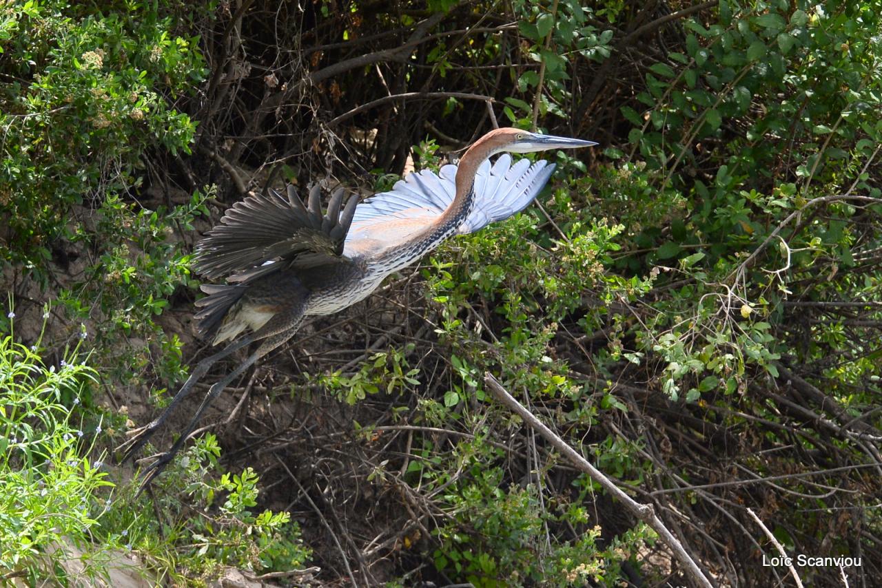 Héron Goliath/Goliath Heron (4)