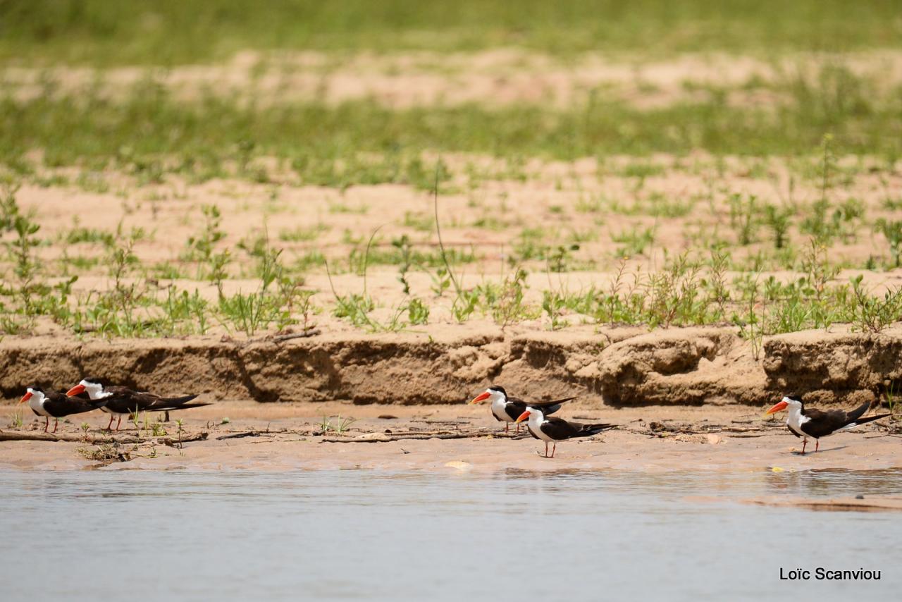 Bec-en-ciseaux d'Afrique/African Skimmer (1)