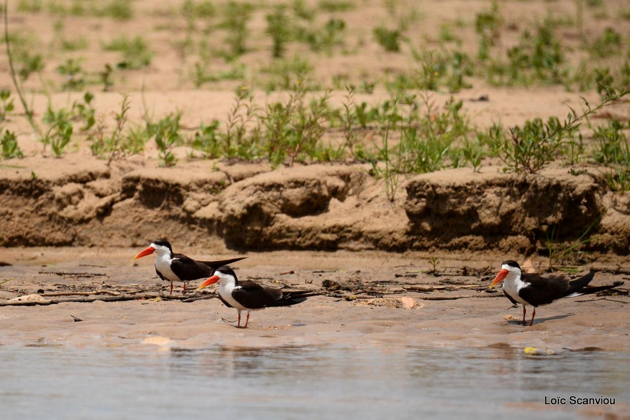 Bec-en-ciseaux d'Afrique/African Skimmer (2)
