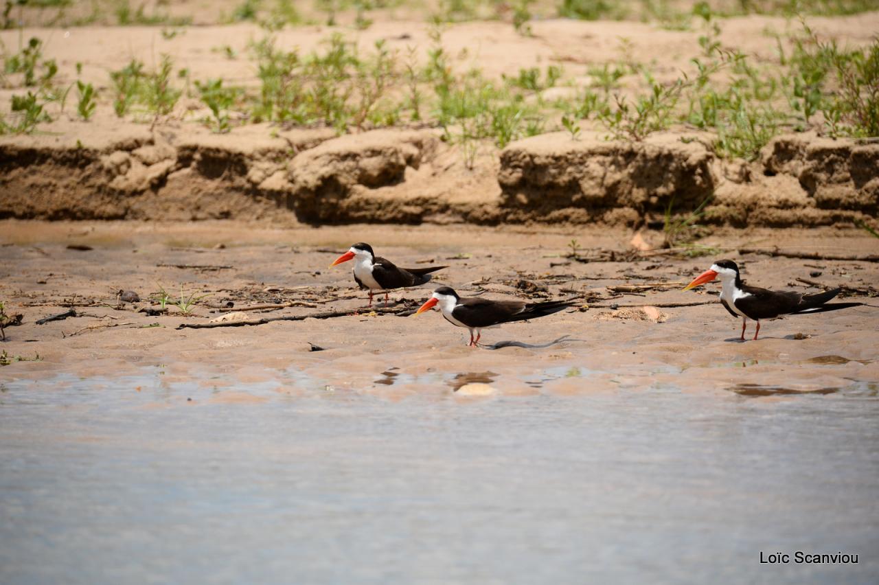 Bec-en-ciseaux d'Afrique/African Skimmer (3)