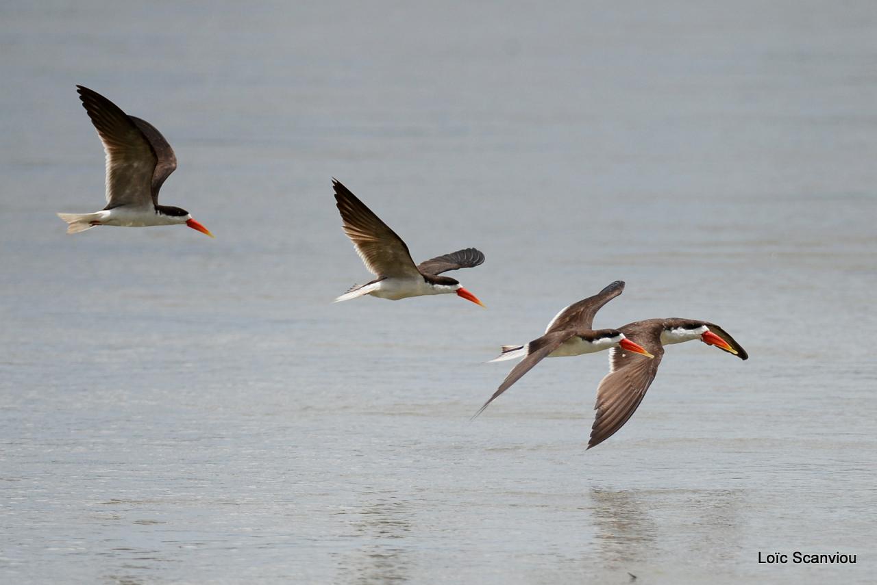 Bec-en-ciseaux d'Afrique/African Skimmer (4)