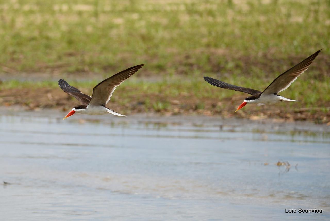 Bec-en-ciseaux d'Afrique/African Skimmer (5)