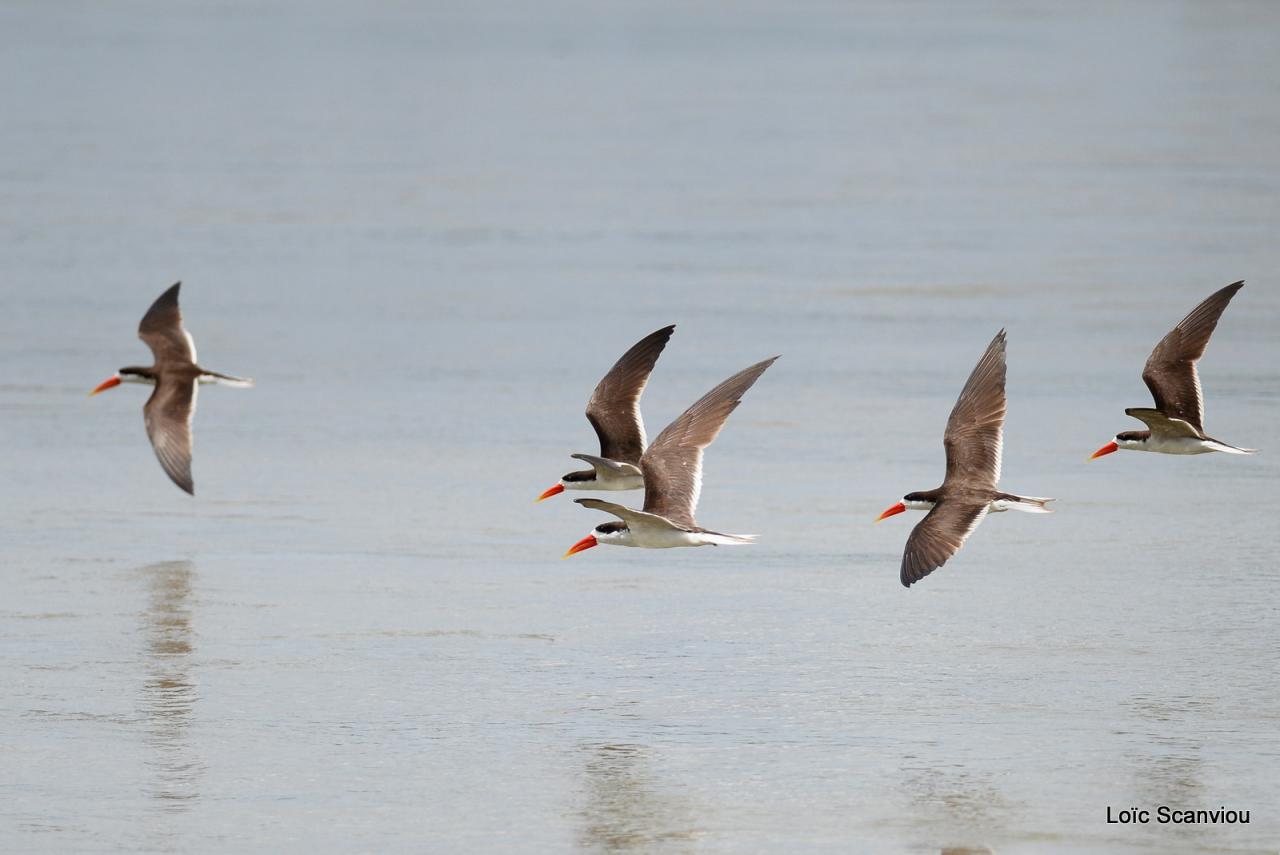 Bec-en-ciseaux d'Afrique/African Skimmer (6)