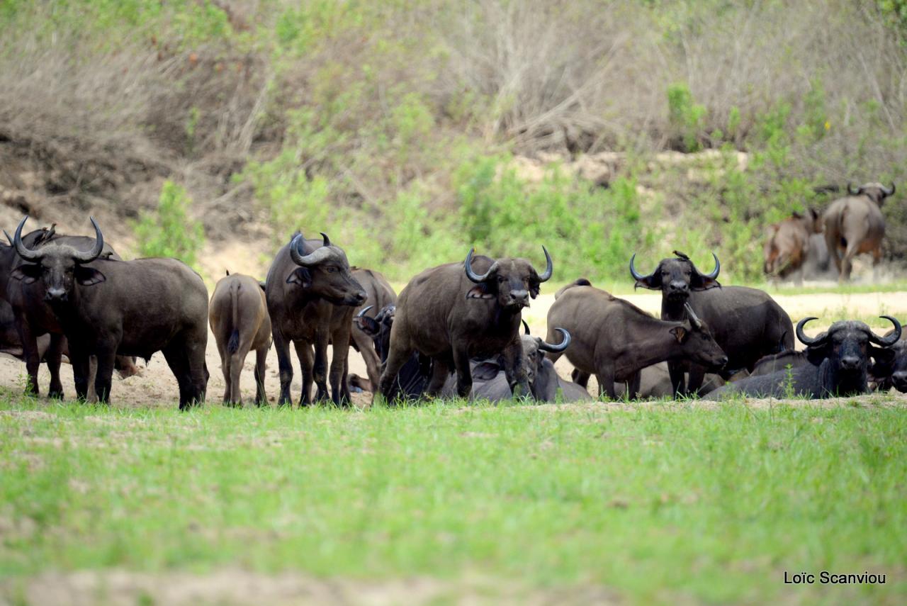 Buffle du Cap/Cape Buffalo (1)