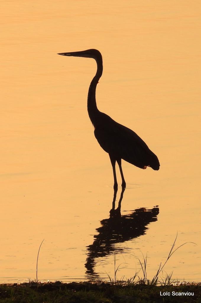 Aigrette/Egret (2)