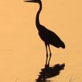 Aigrette/Egret (2)