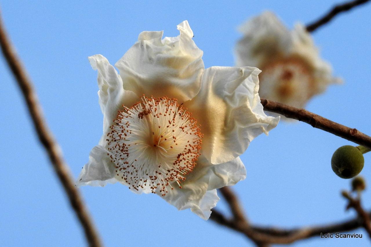 Fleur de baobab/Baobab tree flower (1)
